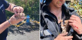 пожарные в Поморие спасли котят на пожаре