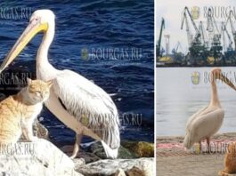 рыбаки в Варне