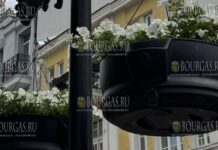 сотни цветов преобразили центральную пешеходную зону Пловдива
