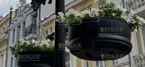 сотни цветов преобразили центральную пешеходную зону Пловдива