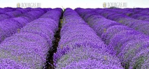 фестиваль лаванды пройдет в самом сердце Добруджи - в Генерал Тошево