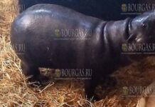 Новый житель Софийского зоопарка - самец карликового бегемота Мило