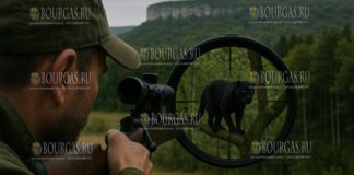 Предупреждение для охотников на дикую кошку в Шумене