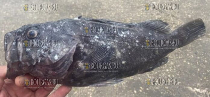 Рыбак в Варне поймал морское чудовище