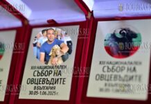 традиционный конкурс по стрижке овец ножницами прошел в Болгарии, его провели в рамках Национальной ярмарки овцеводов