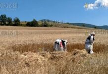 уборка урожая пшеницы в Болгарии