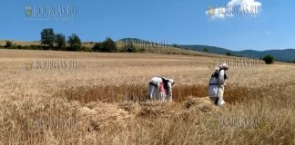 уборка урожая пшеницы в Болгарии