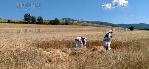 уборка урожая пшеницы в Болгарии