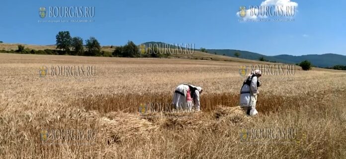 уборка урожая пшеницы в Болгарии