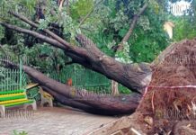 в Пазарджике упало огромное дерево