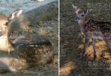 в Варне появился свой Бемби - новорожденный олененок
