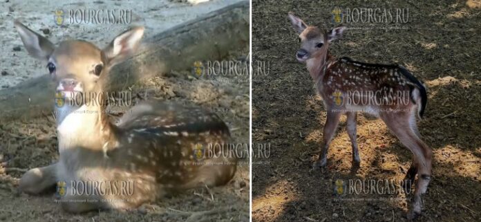 в Варне появился свой Бемби - новорожденный олененок