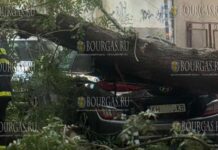 Дерево упало на автомобиль в центре Благоевграда