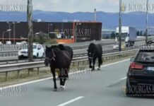 лошади гуляют по окружной в Софии