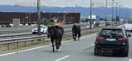 лошади гуляют по окружной в Софии