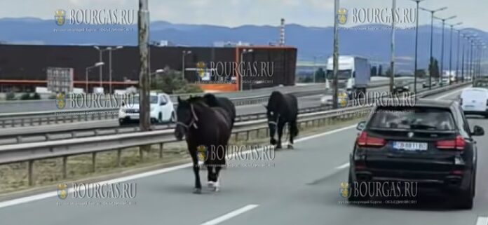 лошади гуляют по окружной в Софии
