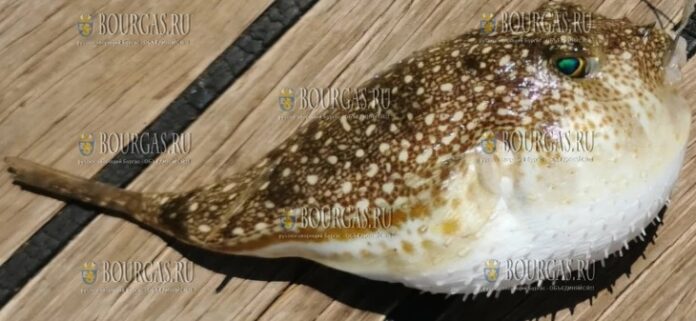 рыба фугу уже в Черном море