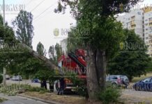Сильный ветер повалил тополь в Софии