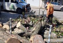 средь бела дня в Софии упало дерево