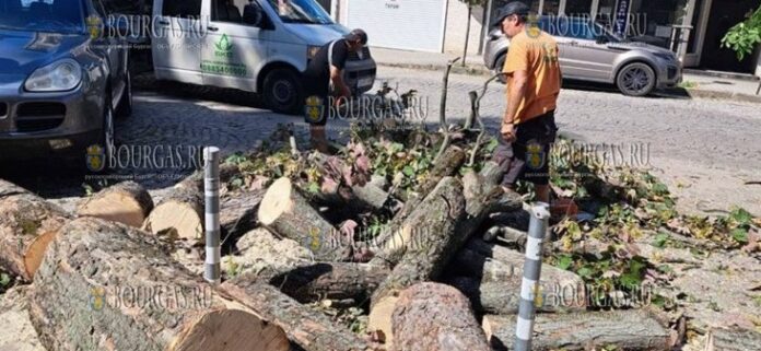 средь бела дня в Софии упало дерево
