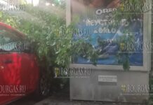 В центре Варны упало дерево