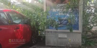 В центре Варны упало дерево