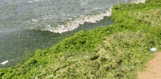 водоросли на пляжах в болгарском Причерноморье