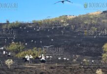 Аисты в Българово захватили обгоревшие поля
