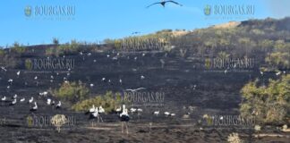 Аисты в Българово захватили обгоревшие поля