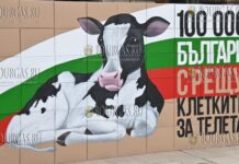 Болгары не хотят чтобы телят содержали в клетках