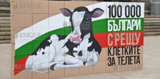 Болгары не хотят чтобы телят содержали в клетках