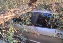 Дерево упало на автомобиль в Софии