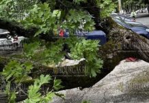 Дерево упало на припаркованные автомобили в Пловдиве