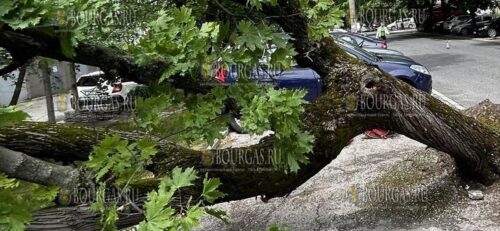 Дерево упало на припаркованные автомобили в Пловдиве