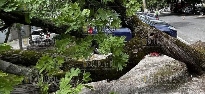 Дерево упало на припаркованные автомобили в Пловдиве