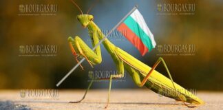 Гигантские богомолы в Пловдиве