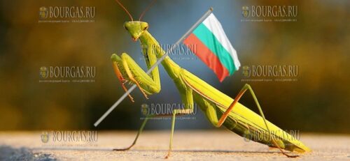 Гигантские богомолы в Пловдиве