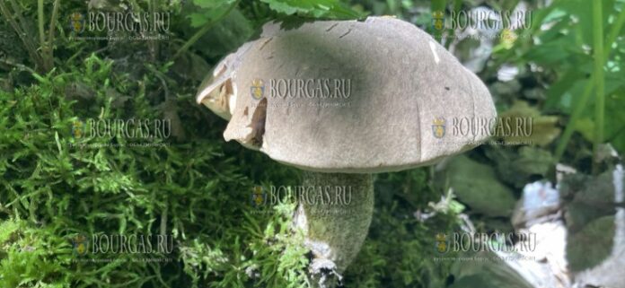грибы в Болгарии