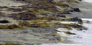 кучи водорослей появились на пляжах Бургаса