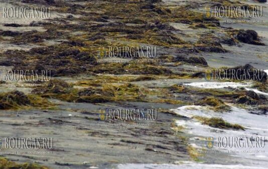 кучи водорослей появились на пляжах Бургаса