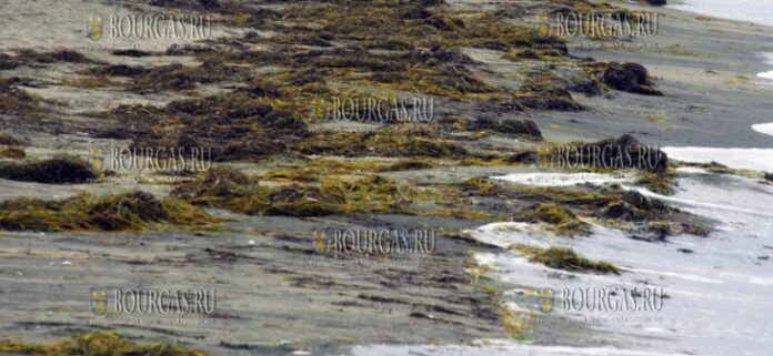 кучи водорослей появились на пляжах Бургаса