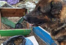 недалеко от Карнобата обнаружили спрятанный в ульях наркотик - канабис, его нашел полицейский пес по кличке БИМ