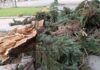 Пламен Петков - порывы ураганного ветра в Русе натворили много бед в этом придунайском городе Болгарии