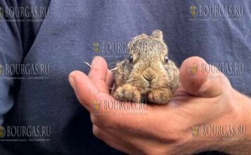 Пожарные-волонтеры в Болгарии спасли двух маленьких зайчат