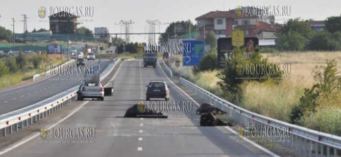 Стадо буйволов стало причиной аварии в Софии