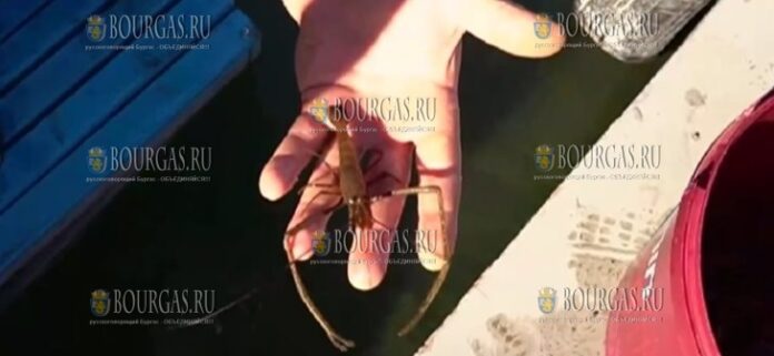 в Дунае у берегов Болгарии появились опасные креветки