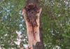 в центре Благоевграда сломался ствол большого платана
