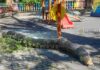 в центре Бургаса на ребёнка упала часть дерева