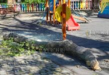 в центре Бургаса на ребёнка упала часть дерева