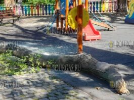 в центре Бургаса на ребёнка упала часть дерева